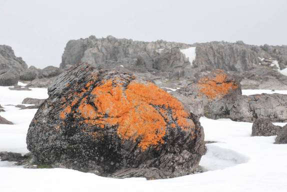 Fungos, a principal 'vegetação' em Turret Point, em King George Island, na Antártida (foto de Senteney)